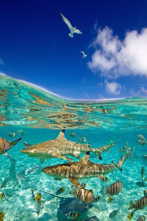 Bora Bora, French Polynesia。博拉博拉岛（波拉波拉岛），法属波利尼西亚。太平洋东南部社会群岛岛屿。全岛由一个主岛与周围环礁所组成，主岛与环礁间拥有大片的清澈浅水，其中，色彩如梦幻般的蓝色潟湖(Lagoon)，充满了色彩斑斓的活珊瑚与无数环游其间的热带鱼，岸上沙滩细致、洁白如雪，偶有赤道微风轻拂，明亮的阳光洒在南太平洋上，不同层次的海蓝与顶级度假饭店的白色洋伞，让博拉博拉岛成为欧美观光客心中最无忧无虑的热带天堂。“太平洋上的明珠”、“距天堂最近的地方”、“梦之岛”，人们把这些美丽而浪漫的称呼赋予了博拉博拉岛。