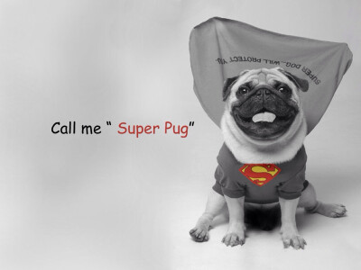 Call me &amp;quot;Super Pug&amp;quot;