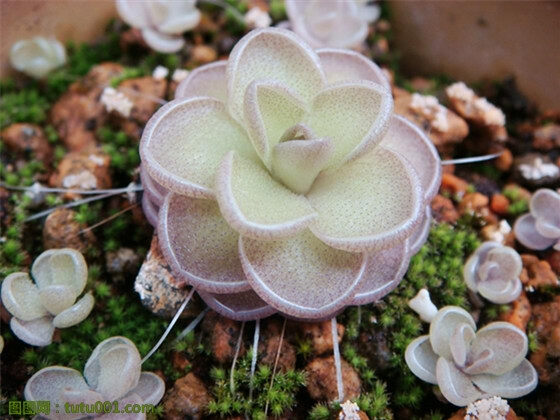 仙人多肉植物种子 生石花枝干番杏小兔子