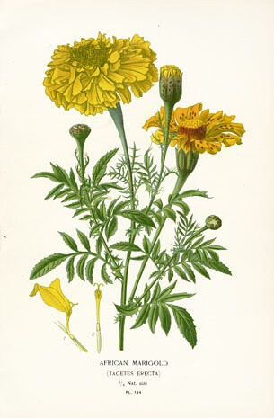 植物圖譜|African Marigold