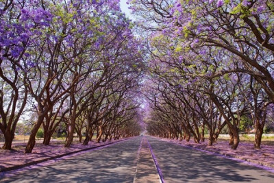 紫薇花之路，南非津巴布韦