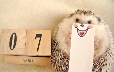 刺猬爱搞怪。分享来自默趣网。http://www.moqu.cc