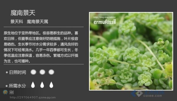 多肉植物图鉴