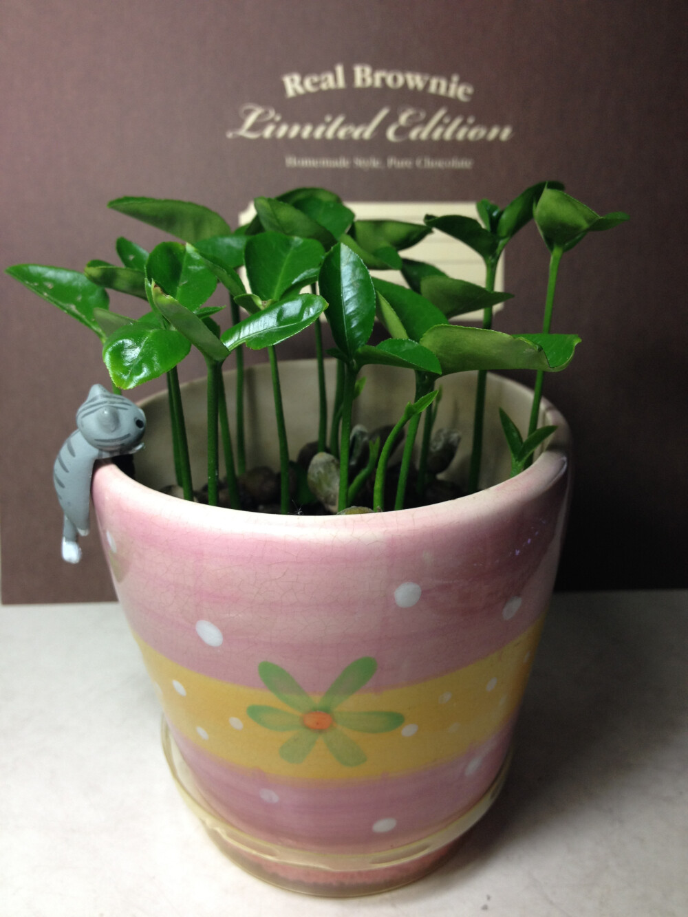 柚子盆栽 盆栽 粉色花盆 花园 阳台 diy 春天发芽 猫猫 防尘塞