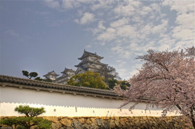 日本 姬路城 樱花