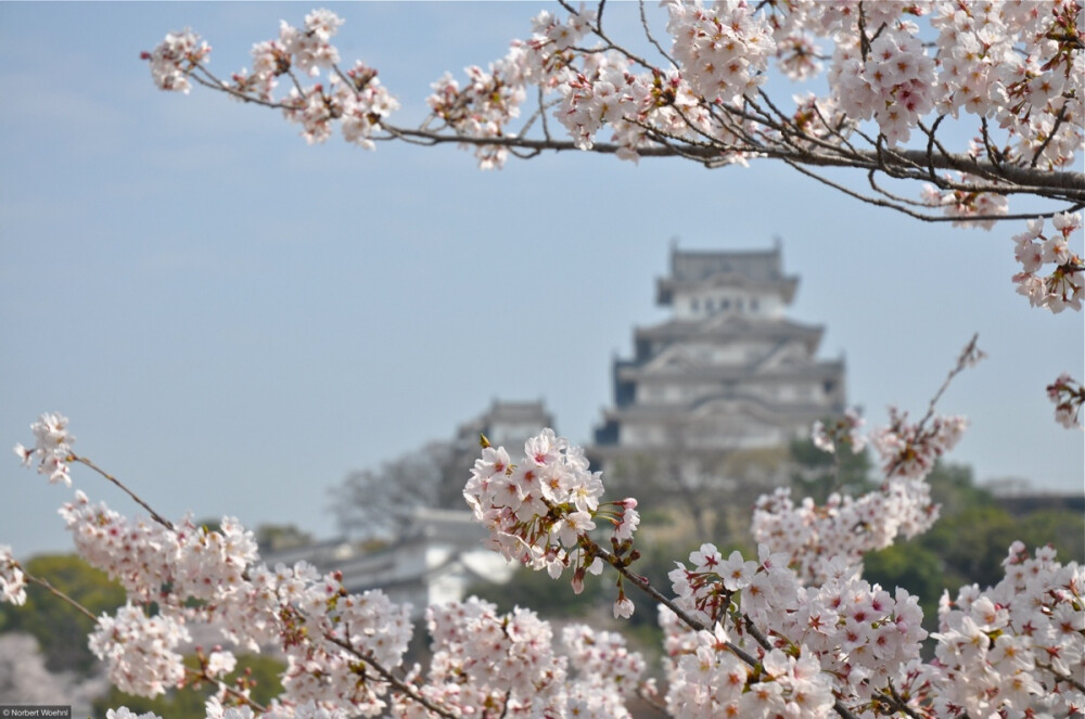 日本 姬路城 樱花