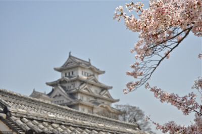 日本 姬路城 樱花