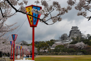 日本 姬路城 樱花