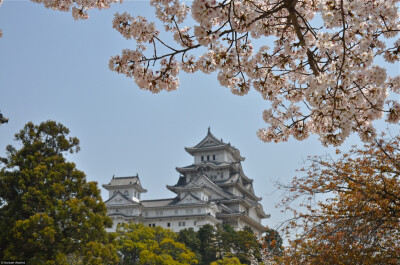 日本 姬路城 樱花