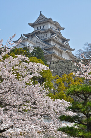 日本 姬路城 樱花