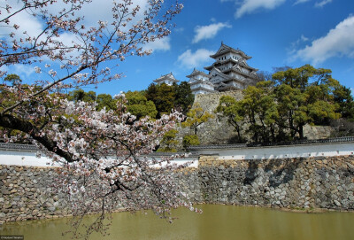 日本 姬路城 樱花