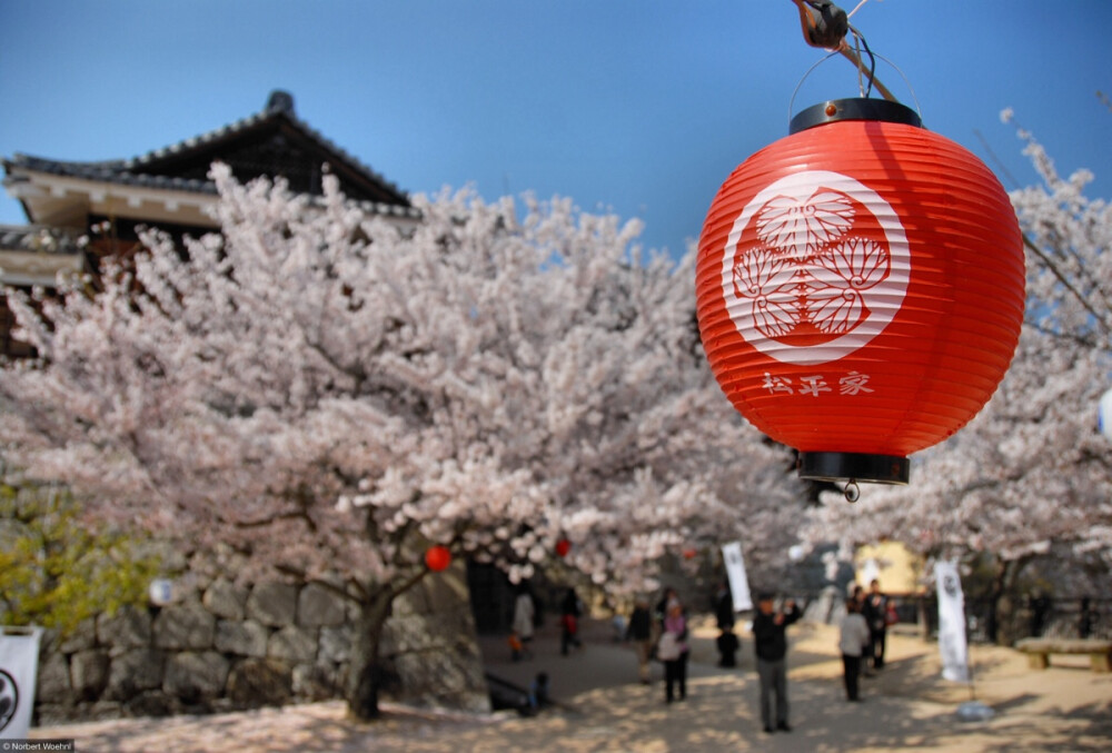 松山城 樱花