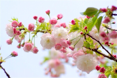 待到山花烂漫时！