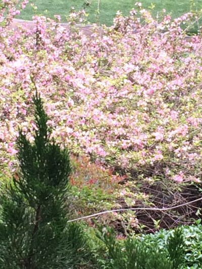 待到山花烂漫时