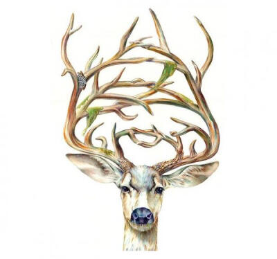 Brandon Keehner水彩动物插画欣赏 鹿