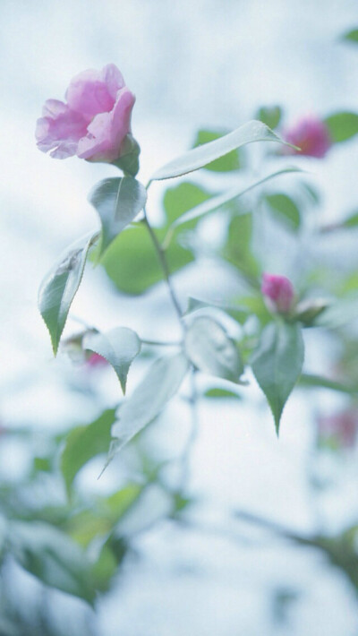 拾光App 壁纸 iPhone 清新 素材 欧美 句子 插画 素材 摄影作品 花朵