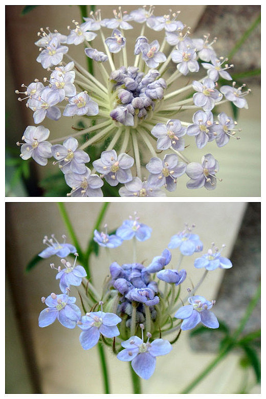 蓝饰带花 学名：Trachymene caerulea(Didiscus caeruleus),伞形科，饰带花属. 原产澳大利亚。