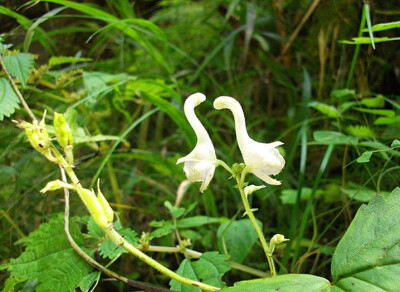 【天鹅花】 “天鹅花”盛开在牙山高处，属草本藤蔓植物。亭亭玉立的花朵与天鹅十分相似，带着淡淡的清香，形态各异，有的窃窃私语，有的含情脉脉，相互依偎，相互嬉戏，就像一群洁白的天鹅在绿叶之中翩翩起舞。更令…