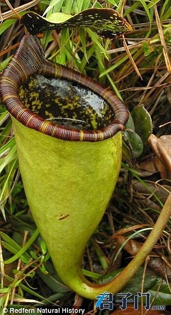 食人花