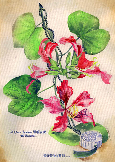 无关宏旨，不论是非，安静从容，画一个花好月圆~5月10日生日花 Cercis chinensis 紫荆花语“优雅的心”给玥儿：“萦玥琉珠绕紫荆”