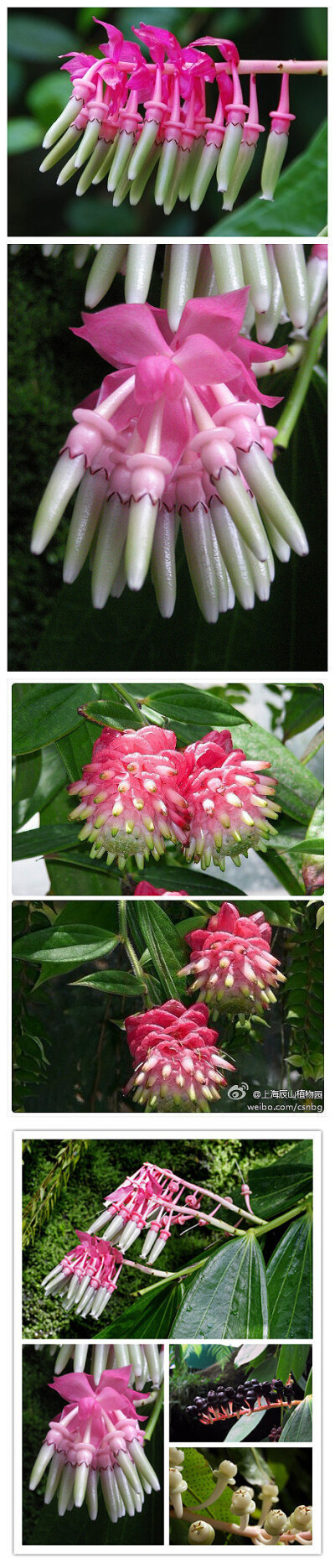 百花之——大花艳苞莓 学名：Cavendishia grandifolia 艳苞莓属 ，杜鹃花科 ，从照片中可以看出花序苞片确实很艳丽，符合艳苞的叫法。