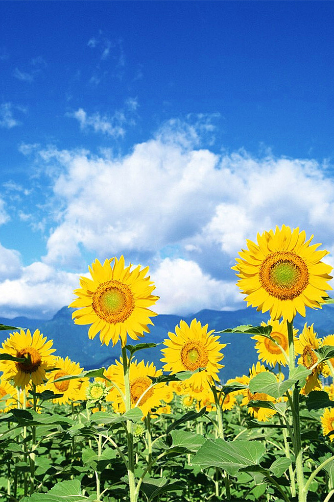 阳光下的向日葵