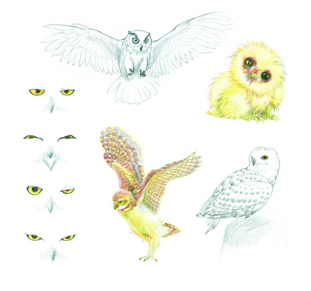 猫头鹰，好萌~摘自《Hi，萌宠君——和色铅笔的32次快乐嬉戏 》