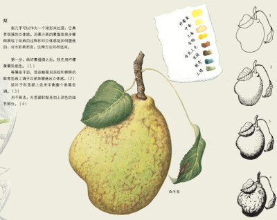 出自《植物的水彩极致表现》