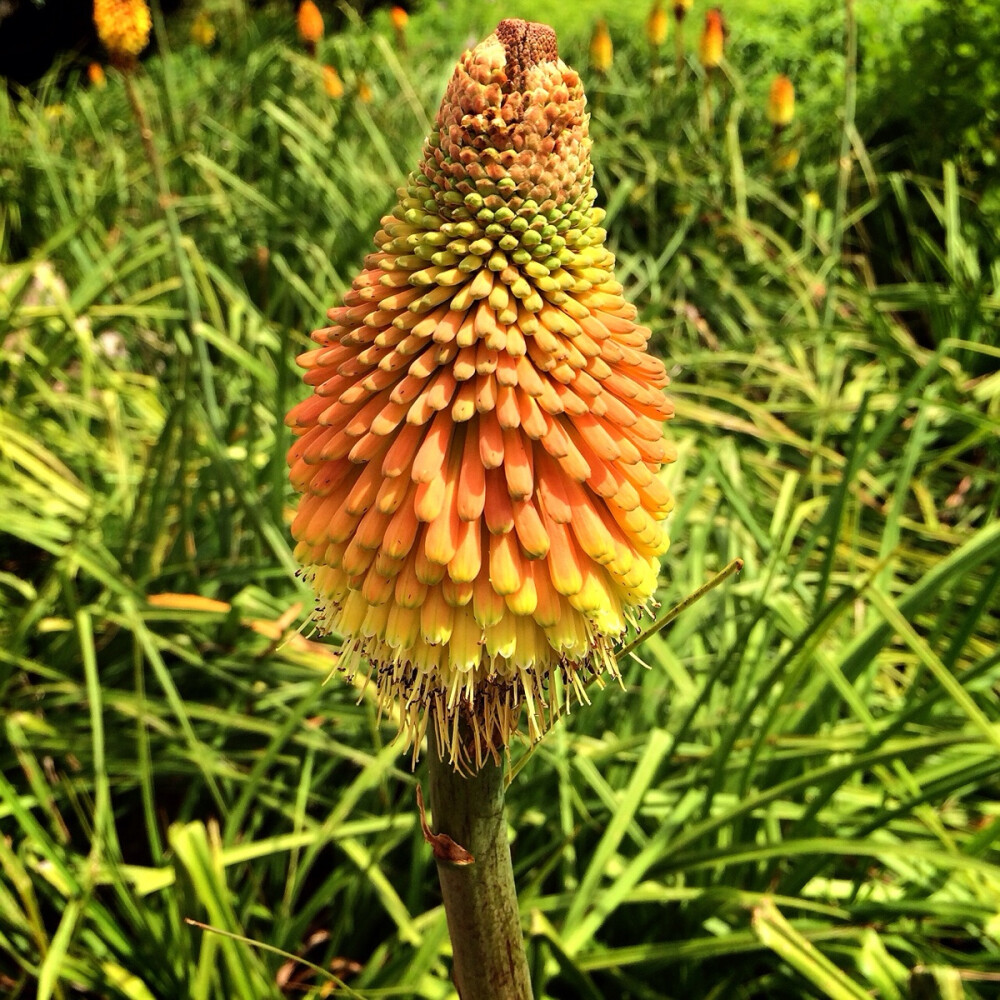 南非植物園