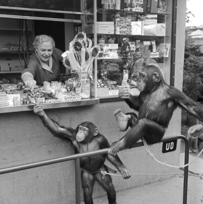 1955年的丹麦哥本哈根的动物园 分享来自默趣网：http://www.moqu.cc