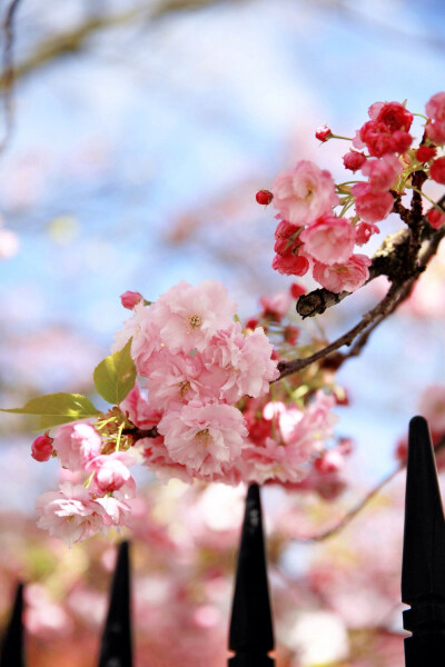 春，四月，樱花的时节