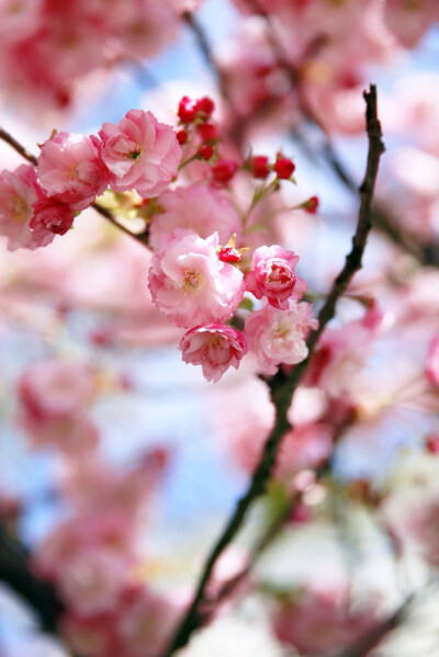 春，四月，樱花的时节