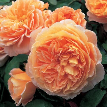 Crown Princess Margareta