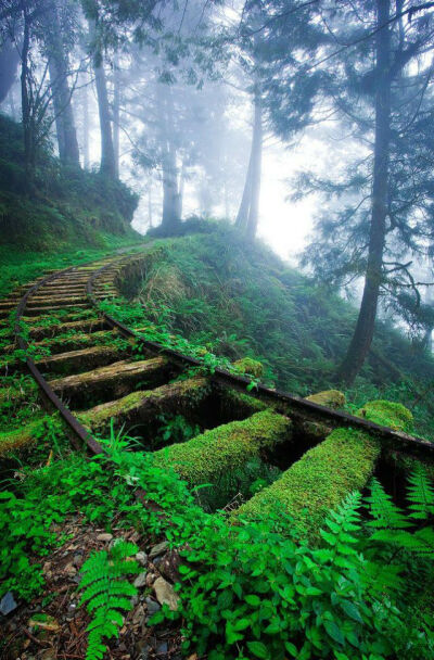 .Overgrown railroad tracks in the forest（森林中杂草蔓生的铁轨）