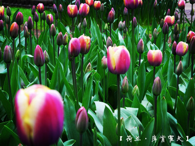 tulip 郁金香