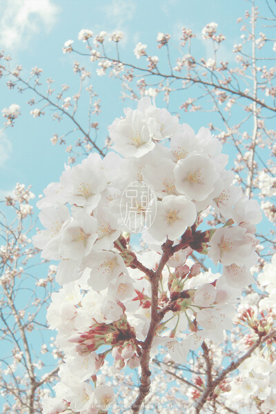 Hanami WP @mochizukikaoru