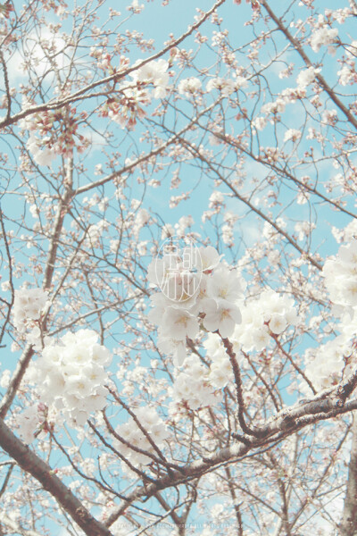 Hanami WP @mochizukikaoru