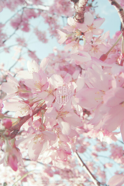 Hanami WP @mochizukikaoru