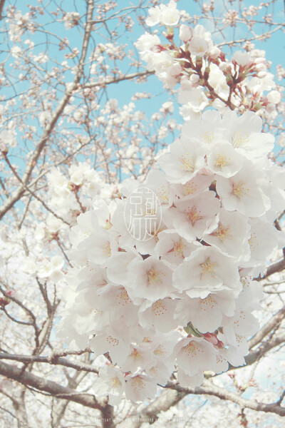 Hanami WP @mochizukikaoru