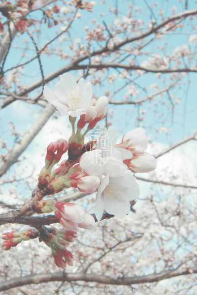 Hanami WP @mochizukikaoru