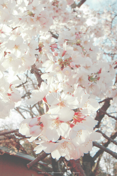 Hanami WP @mochizukikaoru