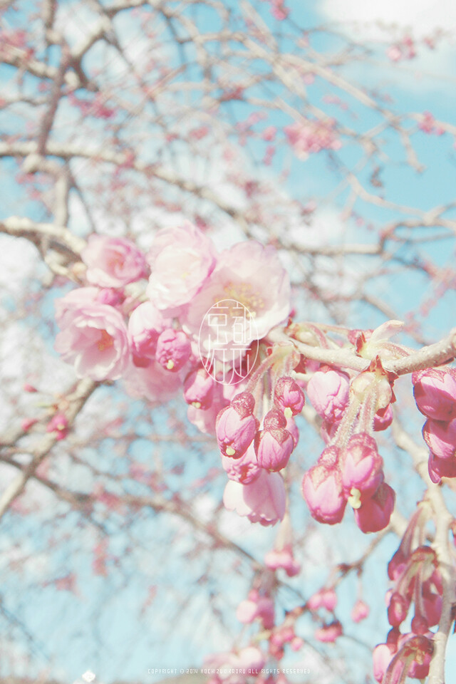 Hanami WP @mochizukikaoru