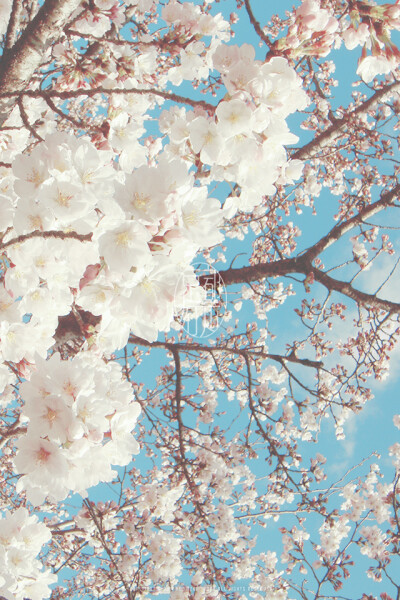 Hanami WP @mochizukikaoru