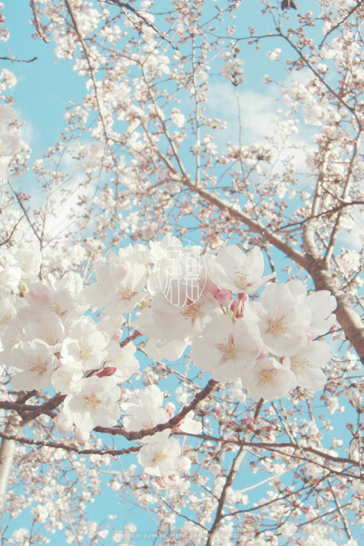 Hanami WP @mochizukikaoru