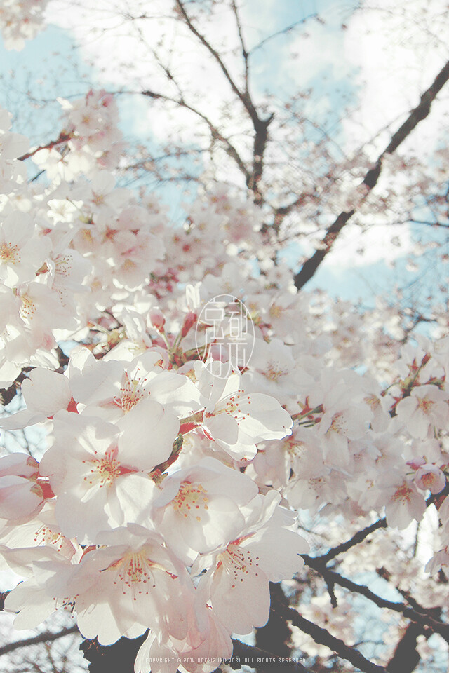 Hanami WP @mochizukikaoru