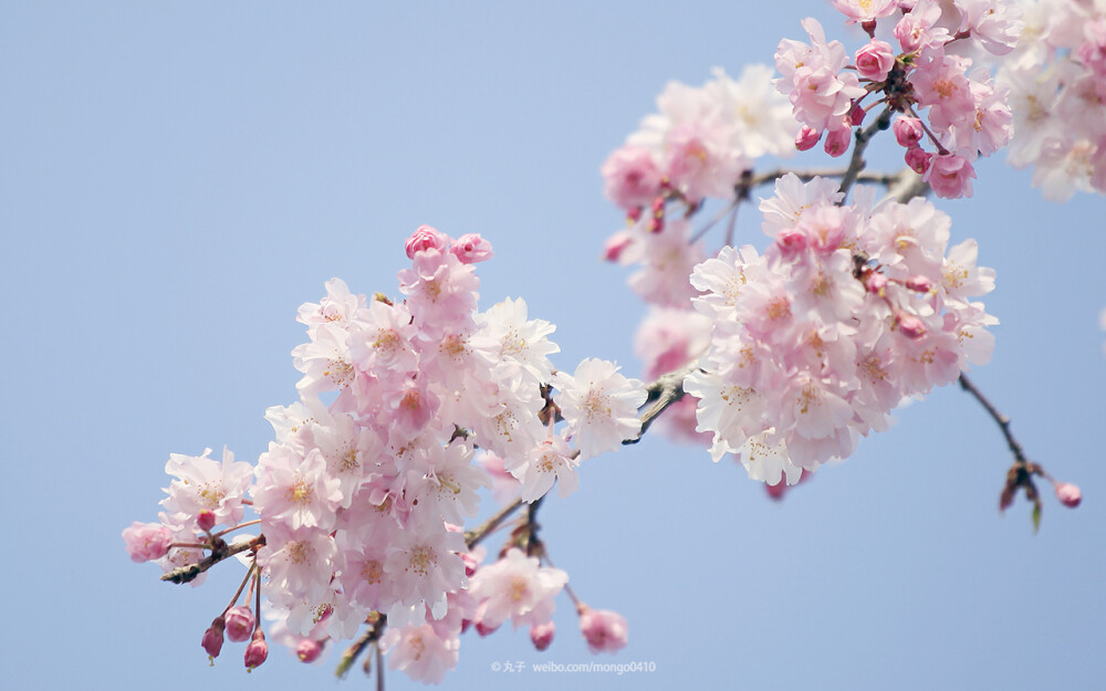 pc wp@京都201404 by丸子