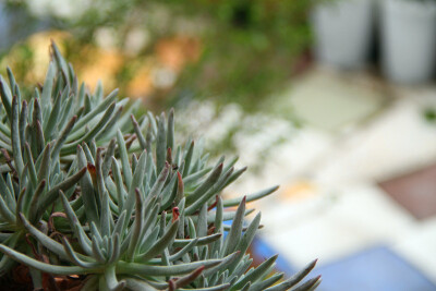 图片由花友提供