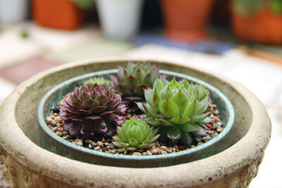 图片由花友提供