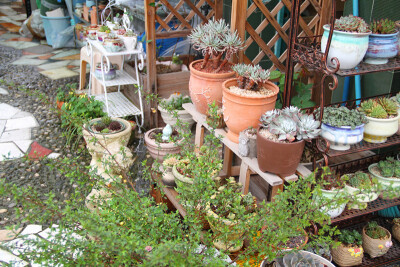 图片由花友提供