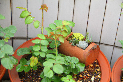 图片由花友提供